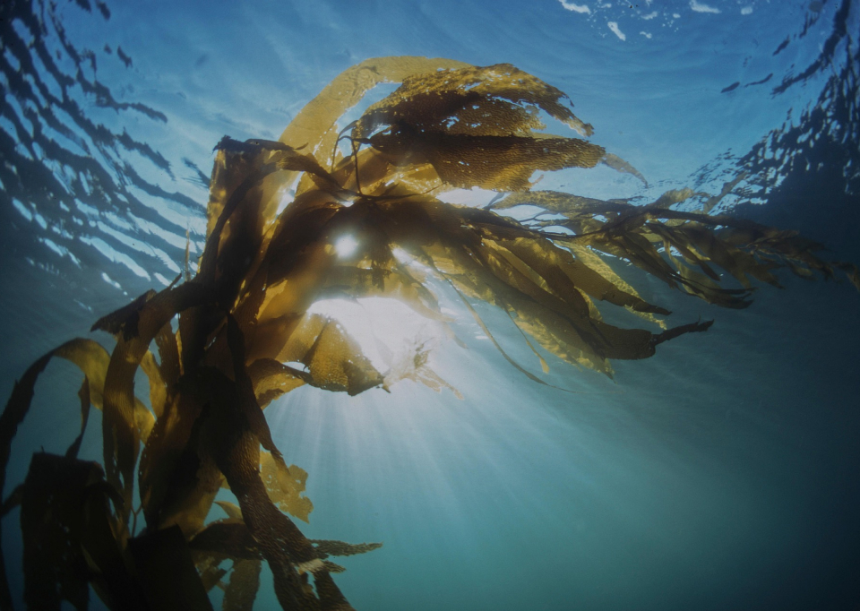 北海道昆布事業協同組合